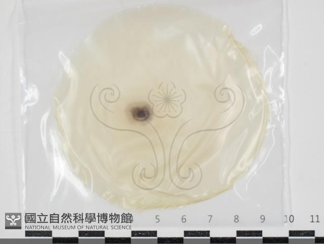 登錄號:F0034670藏品圖，第1張
