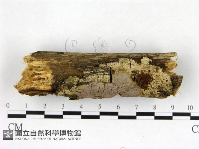 刺革菌屬藏品圖，第1張