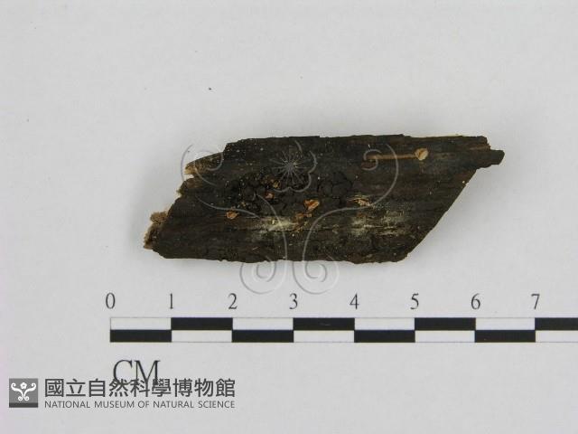 登錄號:F0002670藏品圖，第1張
