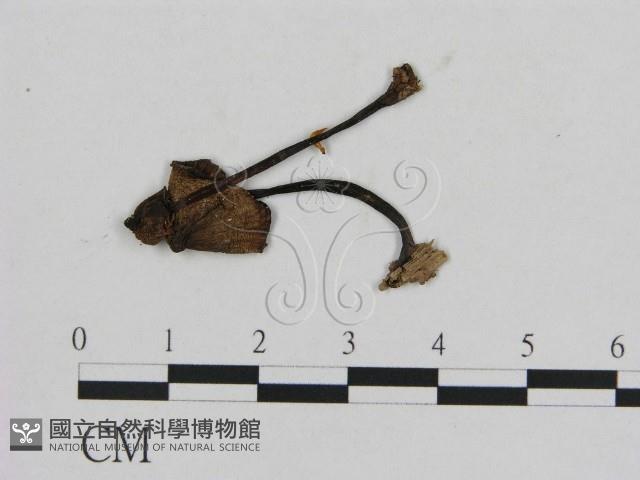 登錄號:F0012670藏品圖，第1張