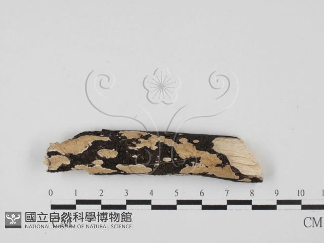 刺皮菌屬藏品圖，第1張