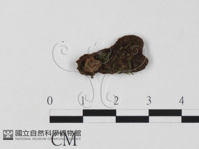 登錄號:F0007670藏品圖，第1張
