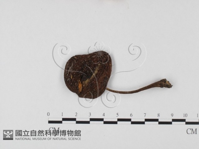 登錄號:F0025670藏品圖，第1張