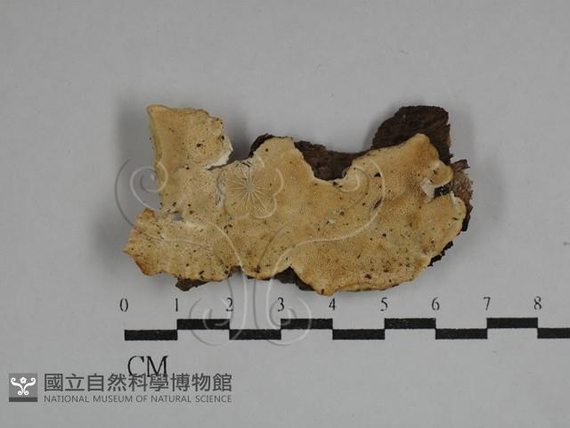 栓菌屬藏品圖，第1張