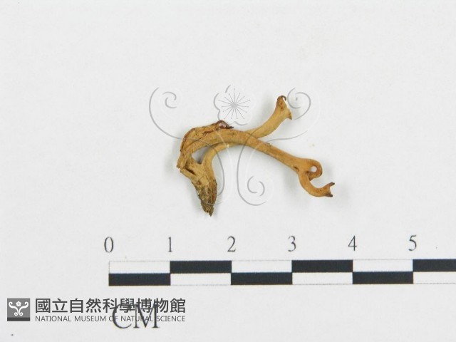 登錄號:F0009670藏品圖，第1張