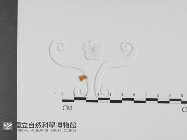登錄號:F0019670藏品圖，第1張