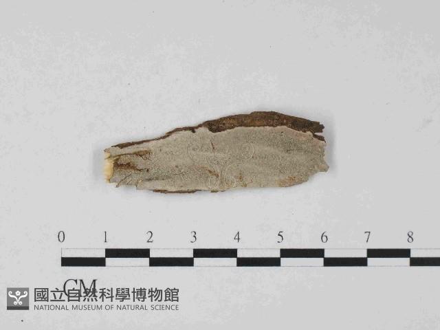 登錄號:F0023670藏品圖，第1張