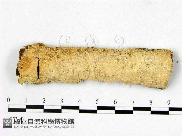 登錄號:F0013670藏品圖，第1張