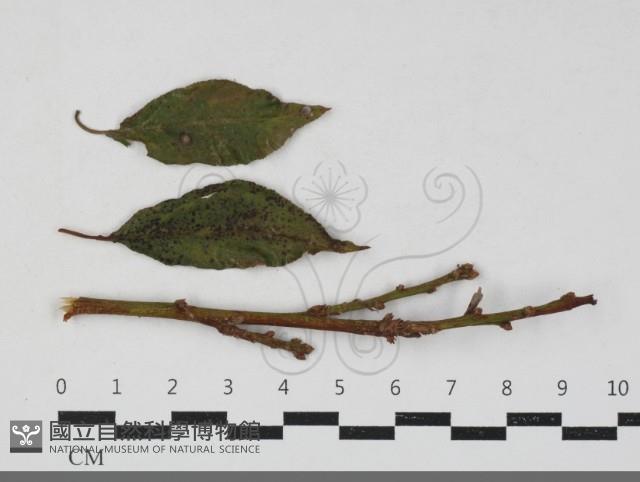 登錄號:F0033670藏品圖，第1張