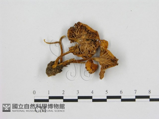 小菇屬藏品圖，第1張