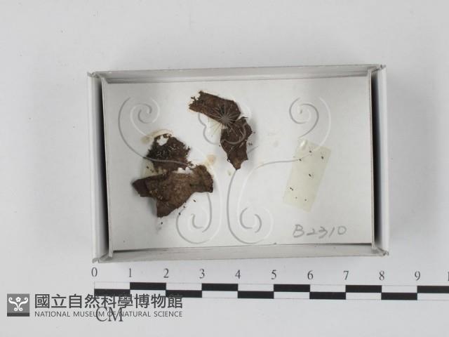 登錄號:F0018470藏品圖，第1張