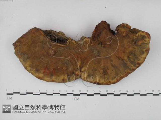 靈芝屬藏品圖，第1張