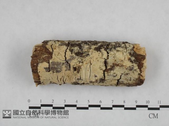 登錄號:F0000470藏品圖，第1張