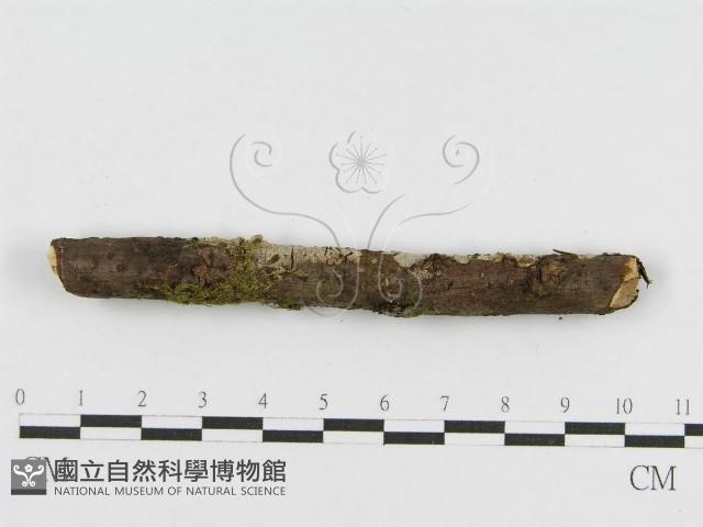登錄號:F0010470藏品圖，第1張