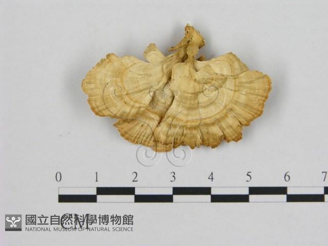 登錄號:F0006470藏品圖，第1張