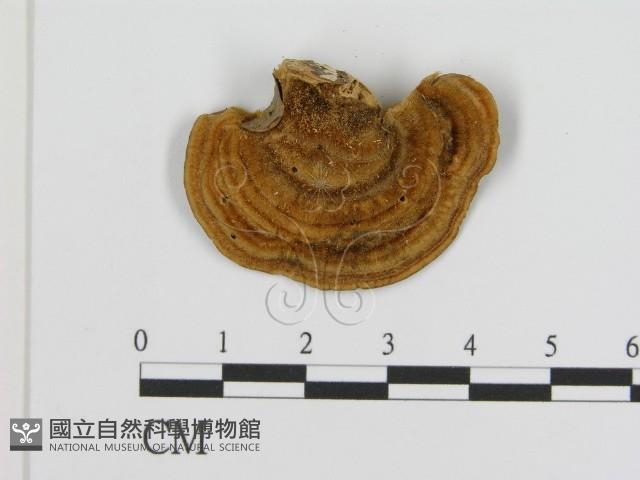 Accession Number:F0016470 Collection Image, Figure 1, Total 3 Figures