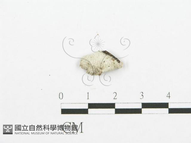 裂褶菌藏品圖，第1張