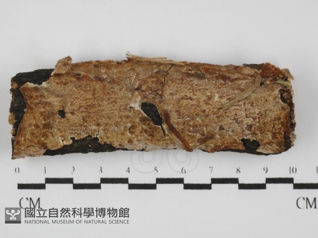 登錄號:F0031470藏品圖，第1張