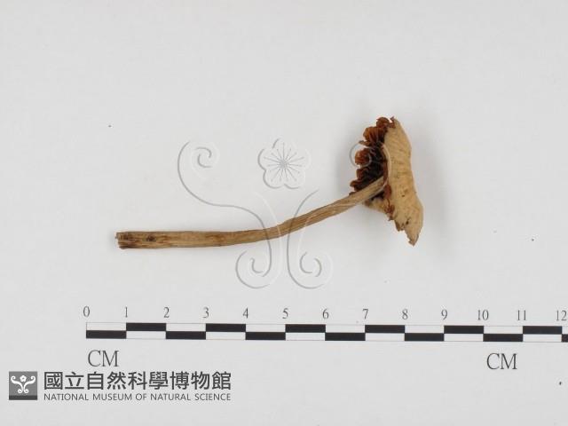 登錄號:F0024470藏品圖，第1張