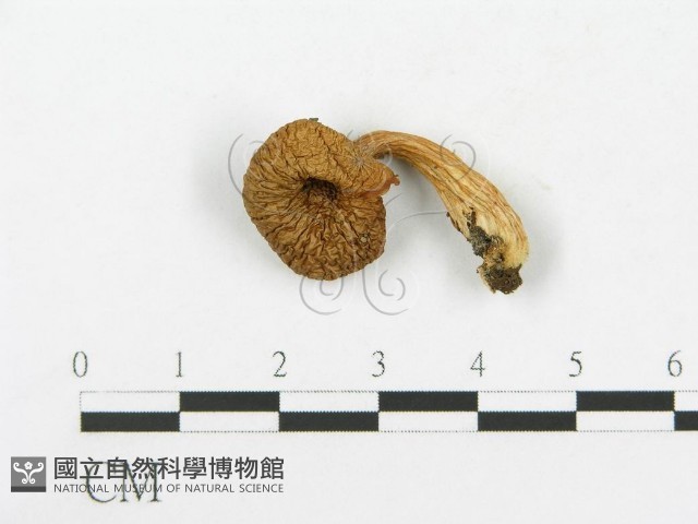 糙皮側耳藏品圖，第1張