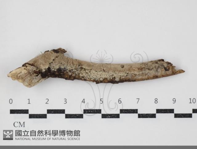 登錄號:F0034470藏品圖，第1張