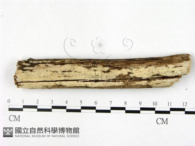 顯絲菌屬藏品圖，第1張