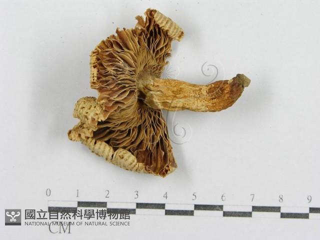 紅菇屬藏品圖，第1張
