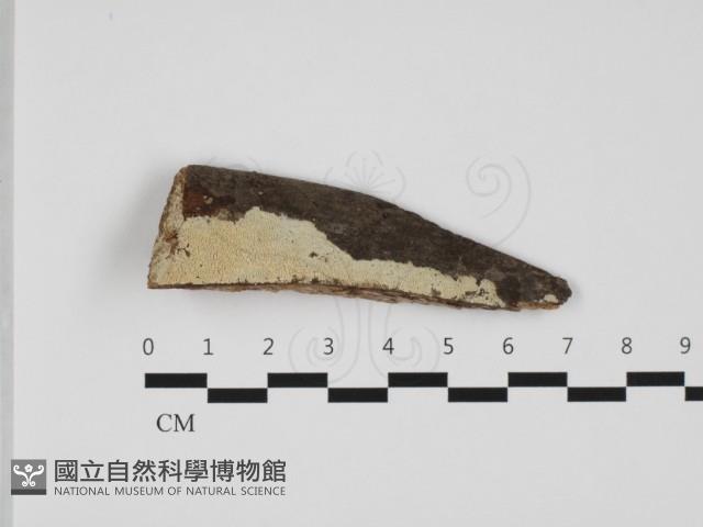 粗糙孢菌屬藏品圖，第1張