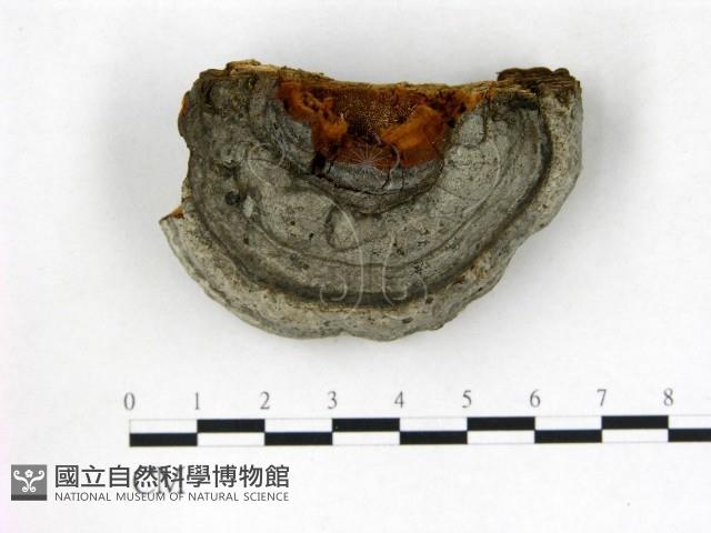 登錄號:F0017470藏品圖，第1張