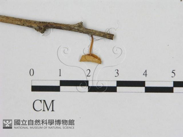 小皮傘屬藏品圖，第1張