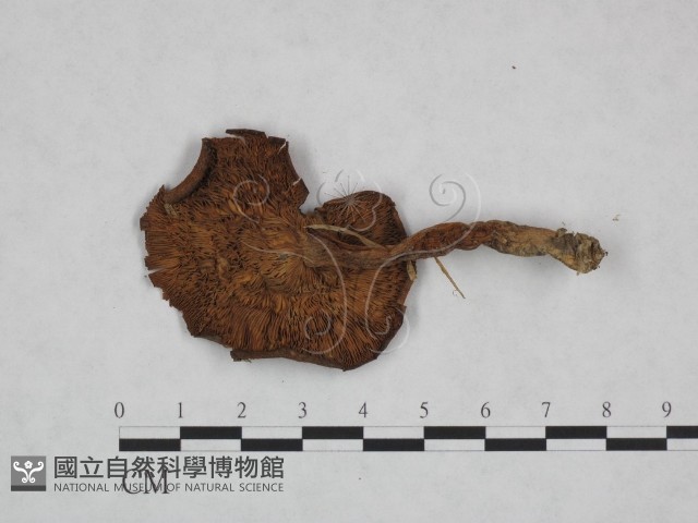登錄號:F0023470藏品圖，第1張