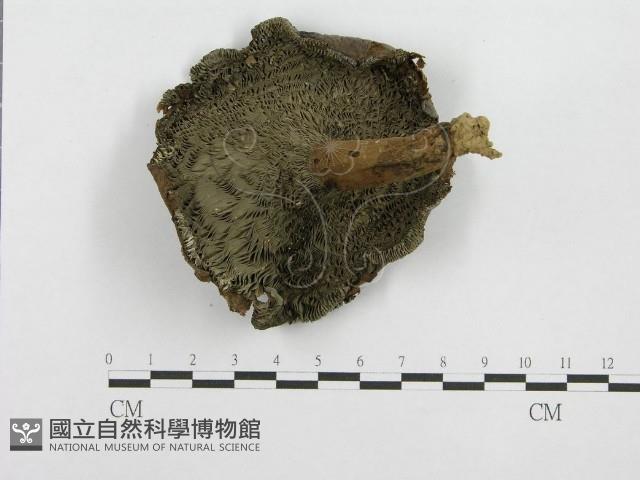 Accession Number:F0003470 Collection Image, Figure 1, Total 4 Figures