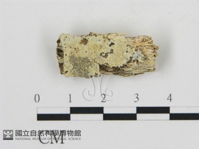 登錄號:F0013470藏品圖，第1張