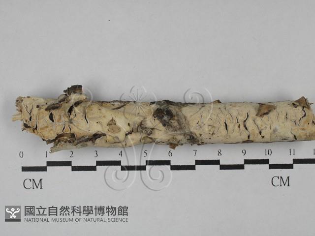登錄號:F0028770藏品圖，第1張