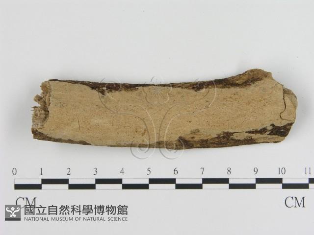 刺皮菌屬藏品圖，第1張