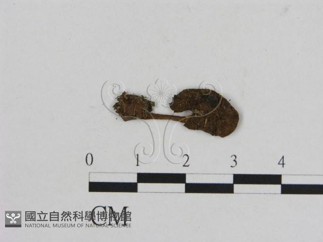 小菇屬藏品圖，第1張