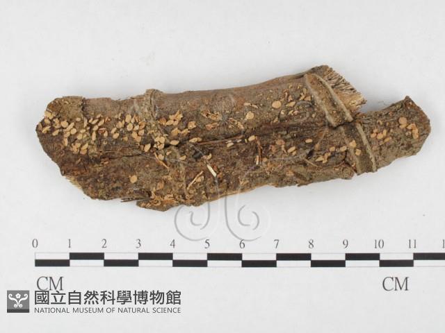 登錄號:F0026770藏品圖，第1張