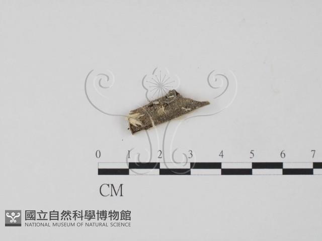 登錄號:F0016770藏品圖，第1張