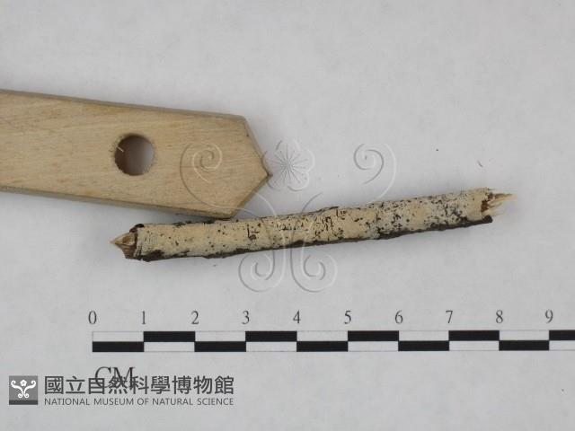 剛毛絲皮菌藏品圖，第1張