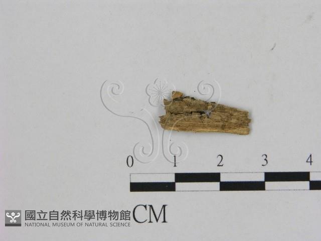 登錄號:F0001770藏品圖，第1張