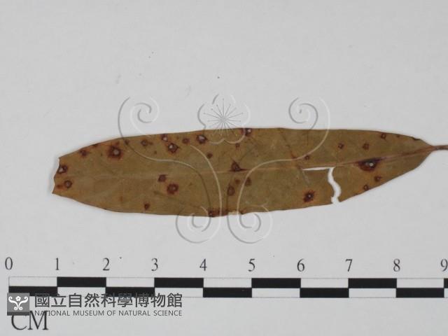 登錄號:F0011770藏品圖，第1張