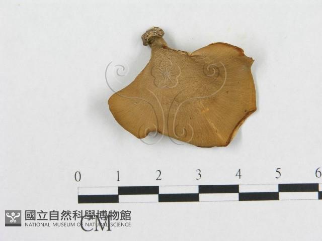 多孔菌屬藏品圖，第1張