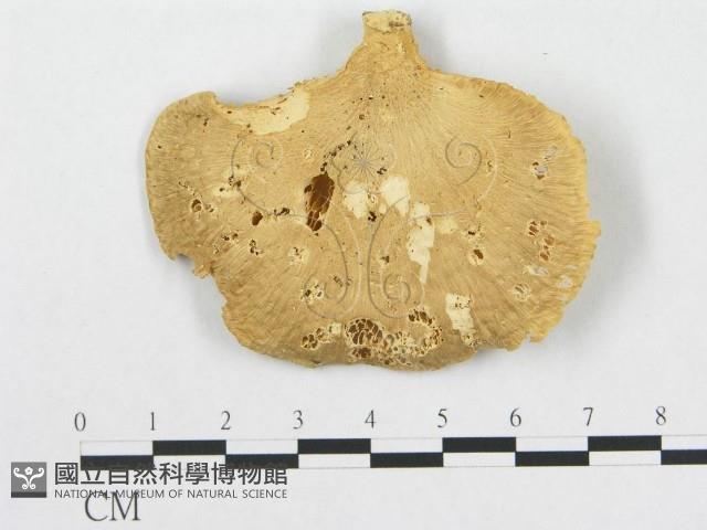 多孔菌屬藏品圖，第1張