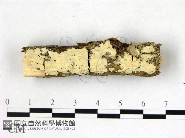 絲齒菌屬藏品圖，第1張