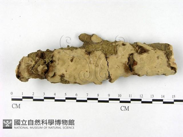 登錄號:F0002770藏品圖，第1張