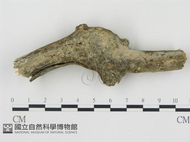 登錄號:F0012770藏品圖，第1張