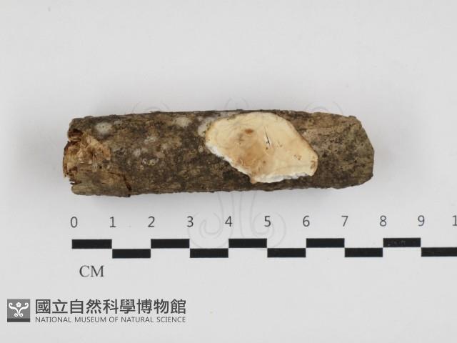 登錄號:F0032770藏品圖，第1張