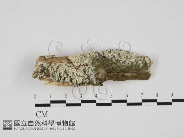 絲齒菌屬藏品圖，第1張