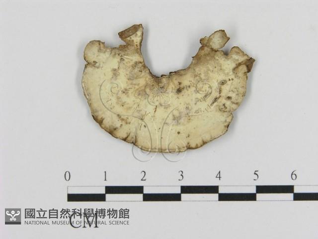 登錄號:F0007770藏品圖，第1張