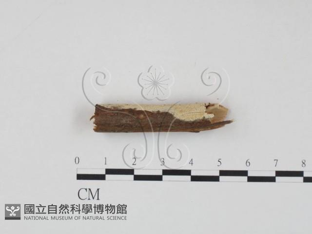 登錄號:F0017770藏品圖，第1張